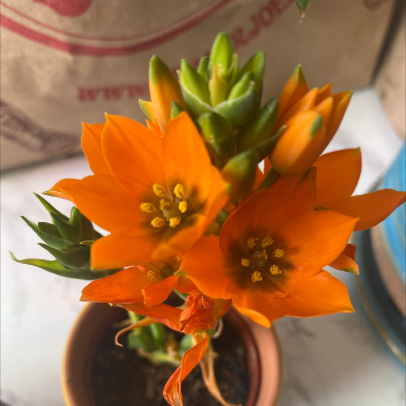 Potted Sun Star plant with vibrant orange flowers, appearing healthy.