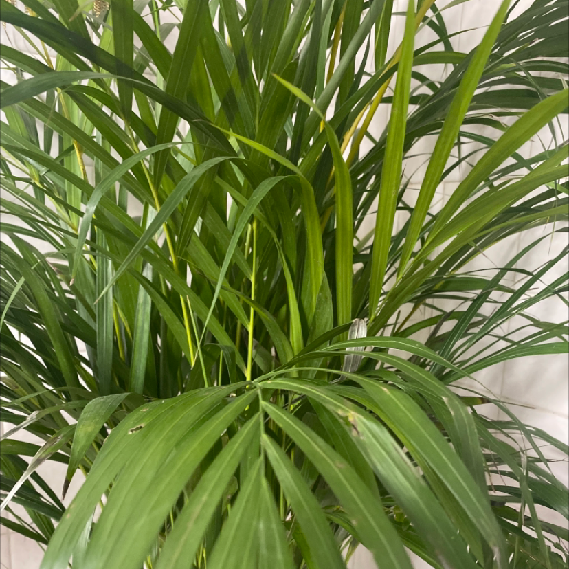 Healthy, thriving Cat Palm plant with lush green leaves filling the frame, free of any discoloration or signs of distress.