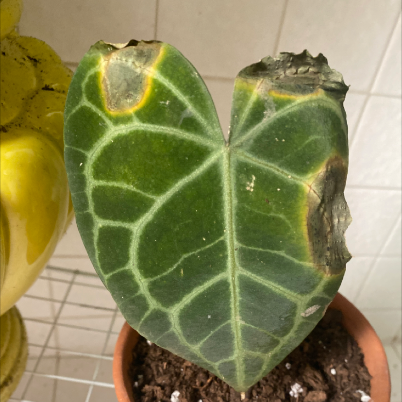 Crystal Anthurium leaf with yellowing and browning edges, soil visible.