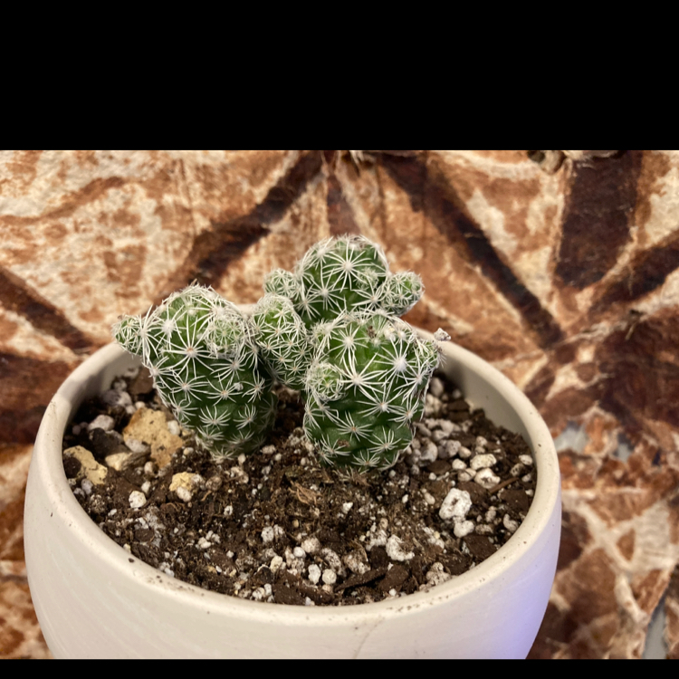 Mammillaria Haageana plant photo by @Gor4red named Birdie on Greg, the plant care app.