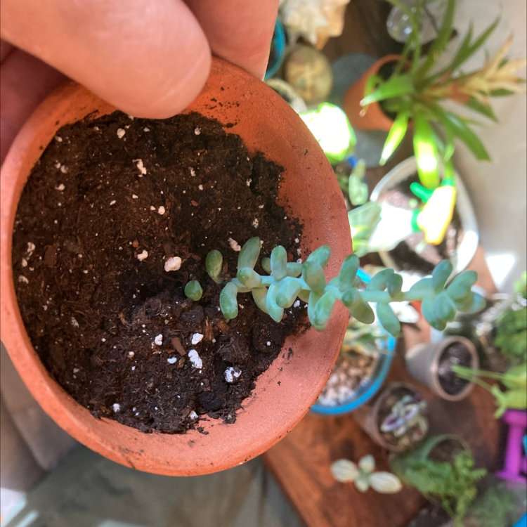 Burro's Tail plant photo by @Gor4red named Baby prop on Greg, the plant care app.