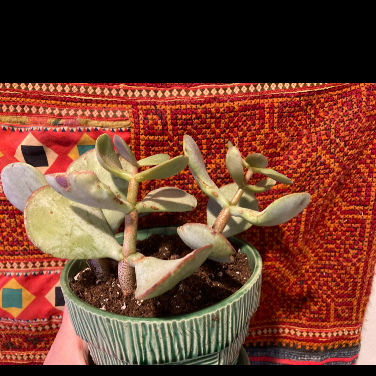 Silver Dollar Plant plant photo by @Gor4red named Blade on Greg, the plant care app.