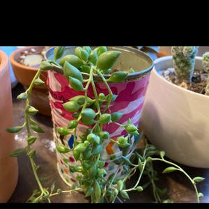 String of Pearls plant photo by @Gor4red named Boudica on Greg, the plant care app.