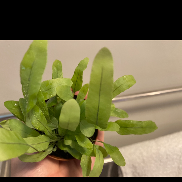 Blue Star Fern plant photo by @Gor4red named Brain on Greg, the plant care app.