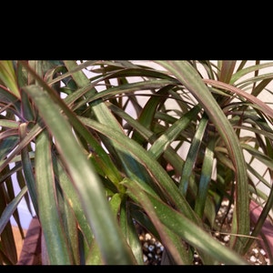 Dragon Tree plant photo by @Gor4red named Alexander on Greg, the plant care app.