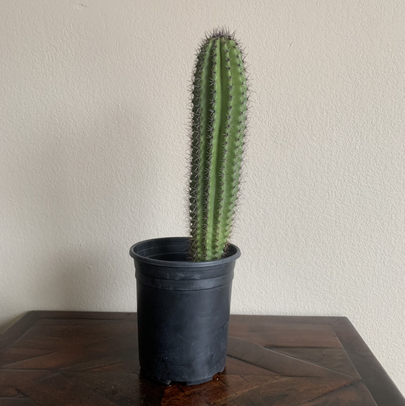 Photo of the plant species Organ Pipe Cactus by Chelsea named Spike on Greg, the plant care app