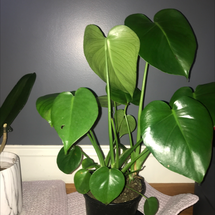 Philodendron 'Red Congo' plant in a black pot with healthy green leaves.