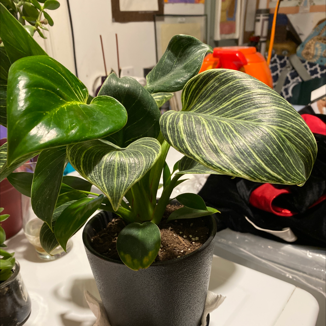 Philodendron Birkin plant in a black pot with green leaves and white variegation.