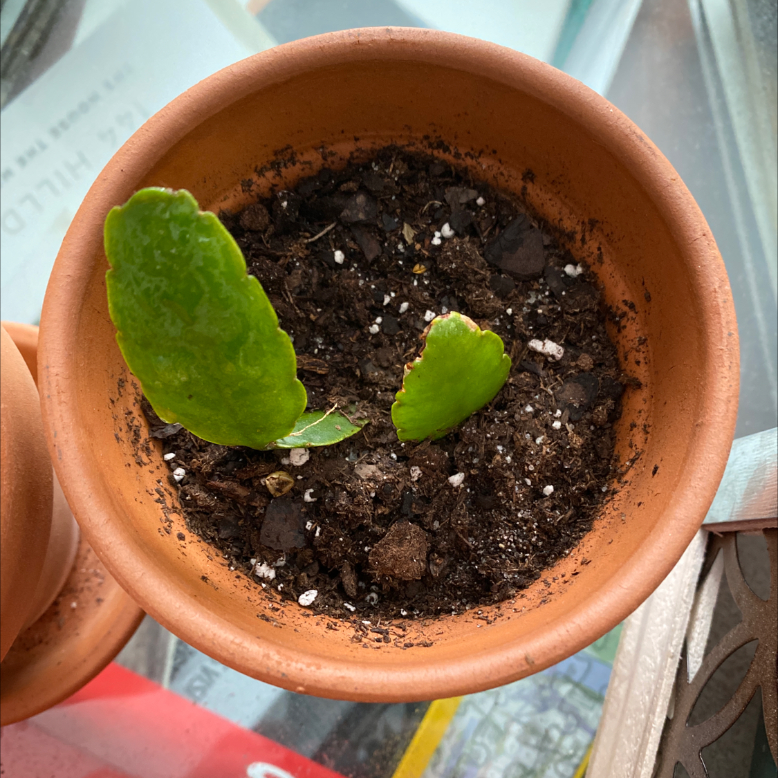 Easter Cactus plant in a terracotta pot with two green leaves and visible soil.