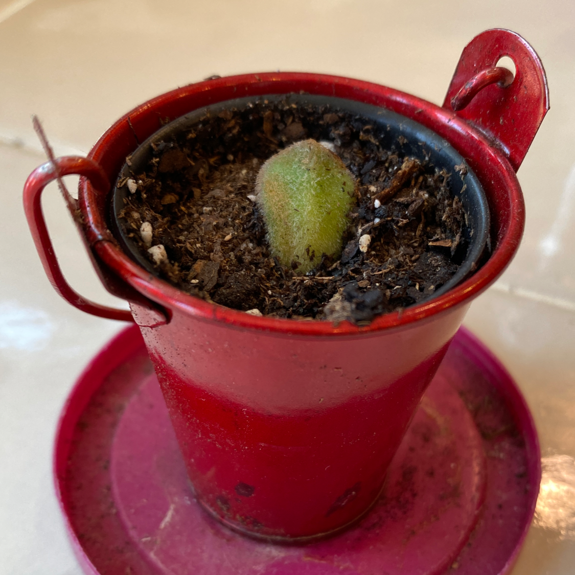 Young Mexican Firecracker plant in a red pot with visible soil.