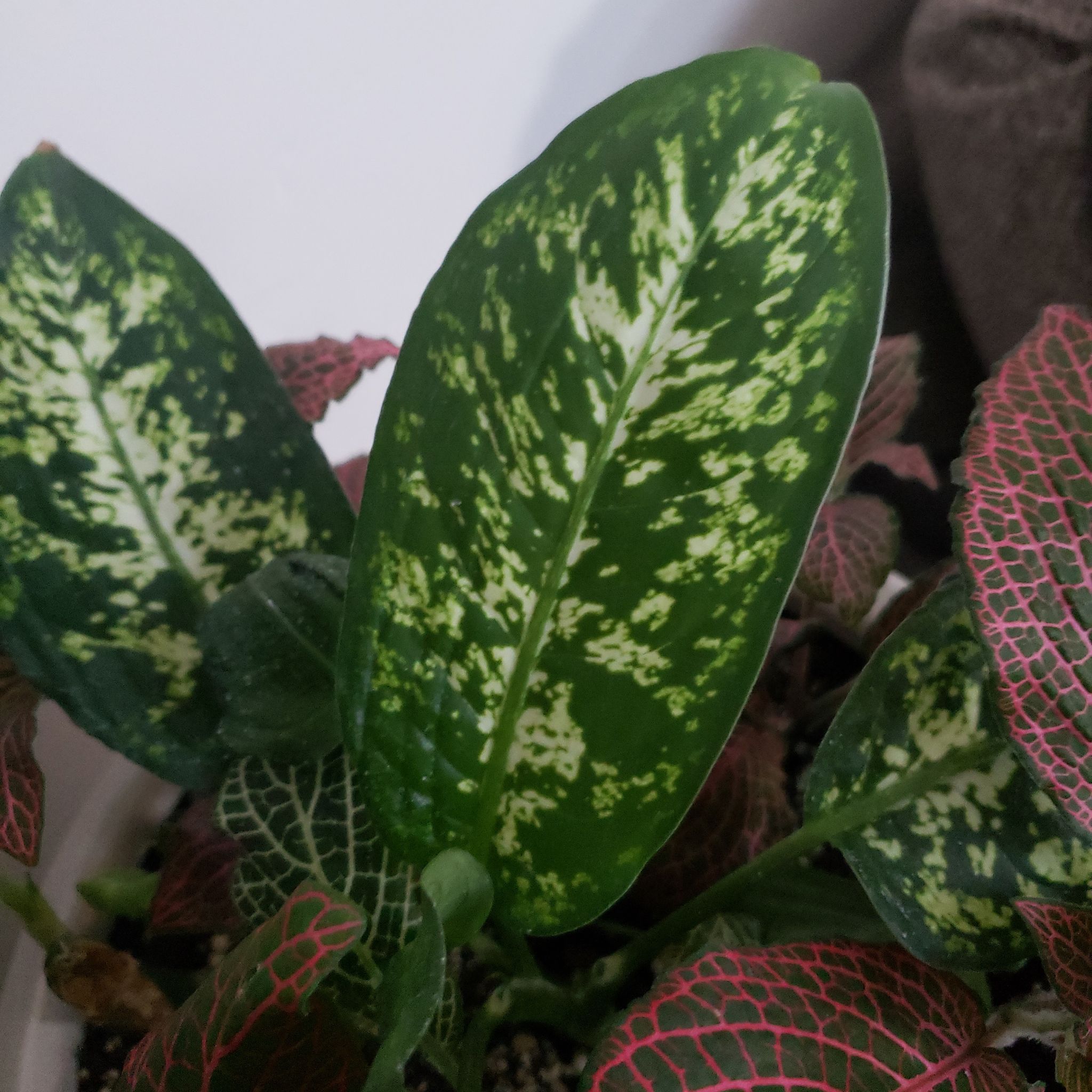 Photo of the plant species Dumb Cane Sparkles by @ChiefFivespot named Daddy's Dumb Cane on Greg, the plant care app