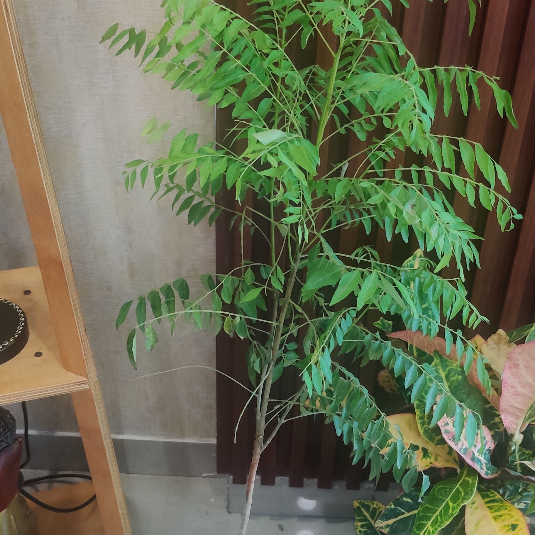 Curry Tree indoors with green leaves, placed against a wooden background.