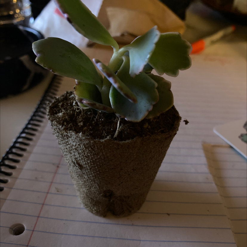 Small Marnier's Kalanchoe in a biodegradable pot on a notebook.