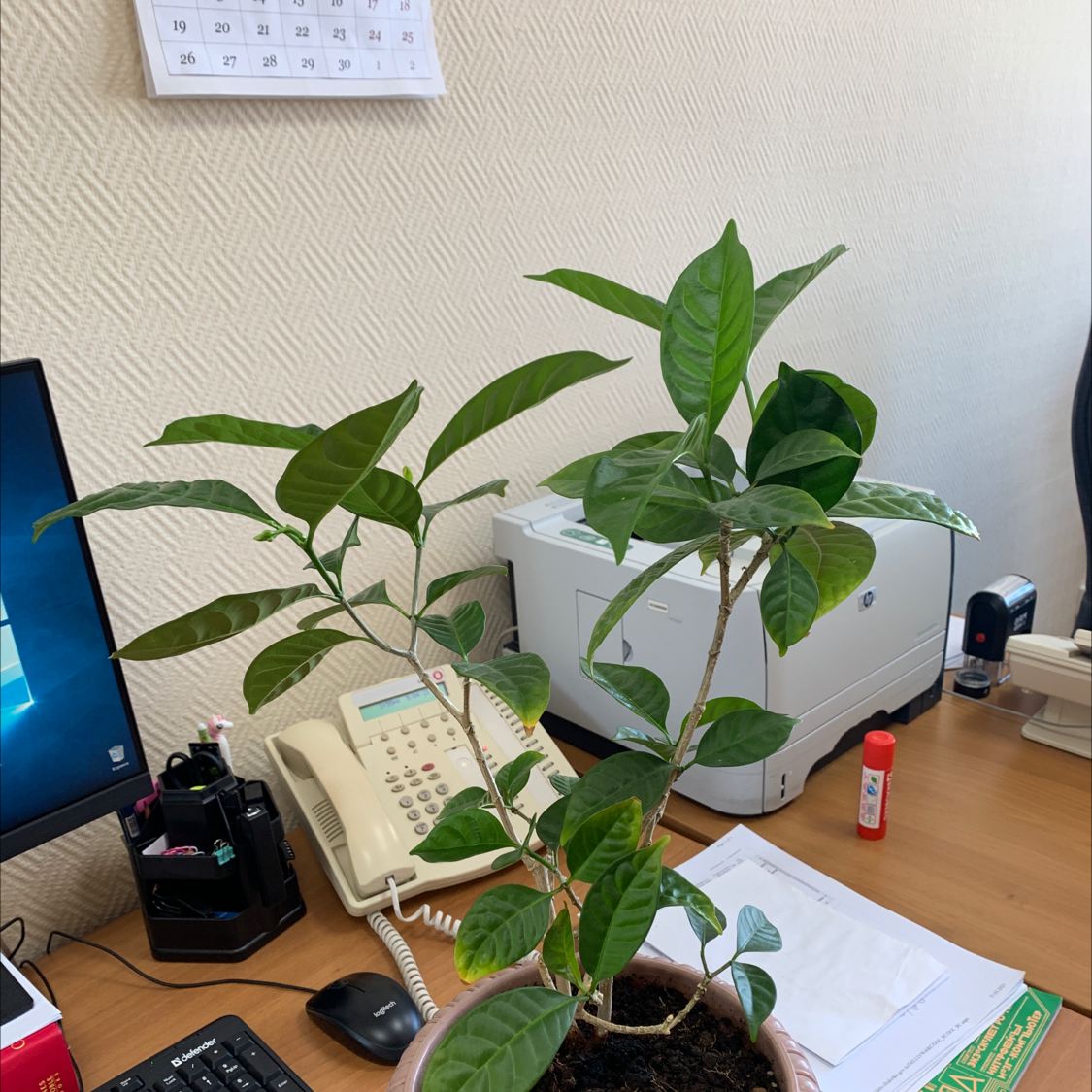 Crepe Jasmine plant on an office desk with green leaves and visible soil.
