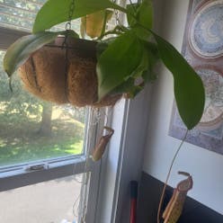 Nepenthes 'Miranda' plant