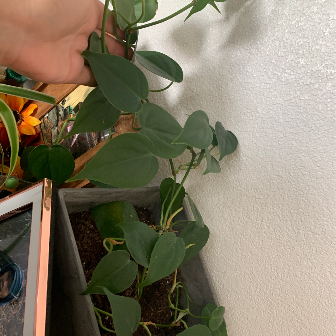 Healthy Heartleaf Philodendron with glossy green foliage cascading from a white planter, with a hand gently touching a leaf.