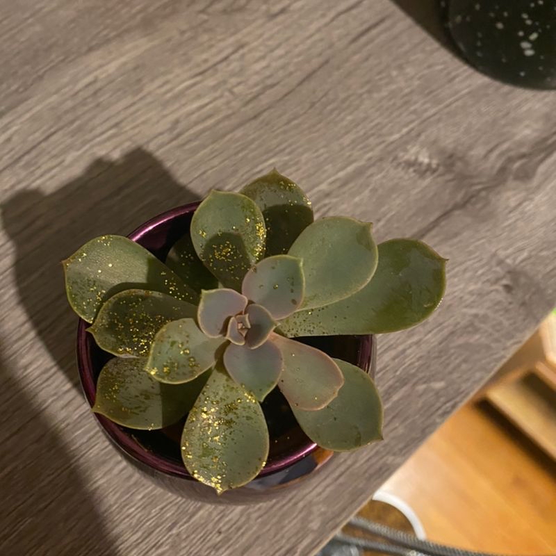 A healthy Ghost Plant succulent in a small pot on a wooden surface.
