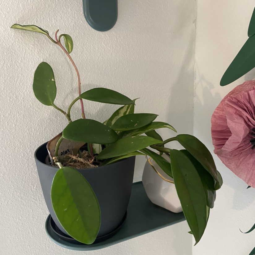 Krimson Princess Hoya plant in a pot on a shelf with green leaves.