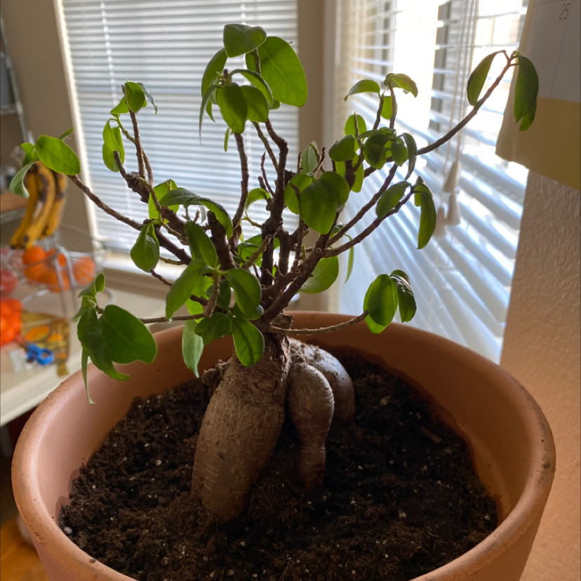 Ficus Ginseng plant photo by @Blue_Druid1379 named Uncle Iroh on Greg, the plant care app.