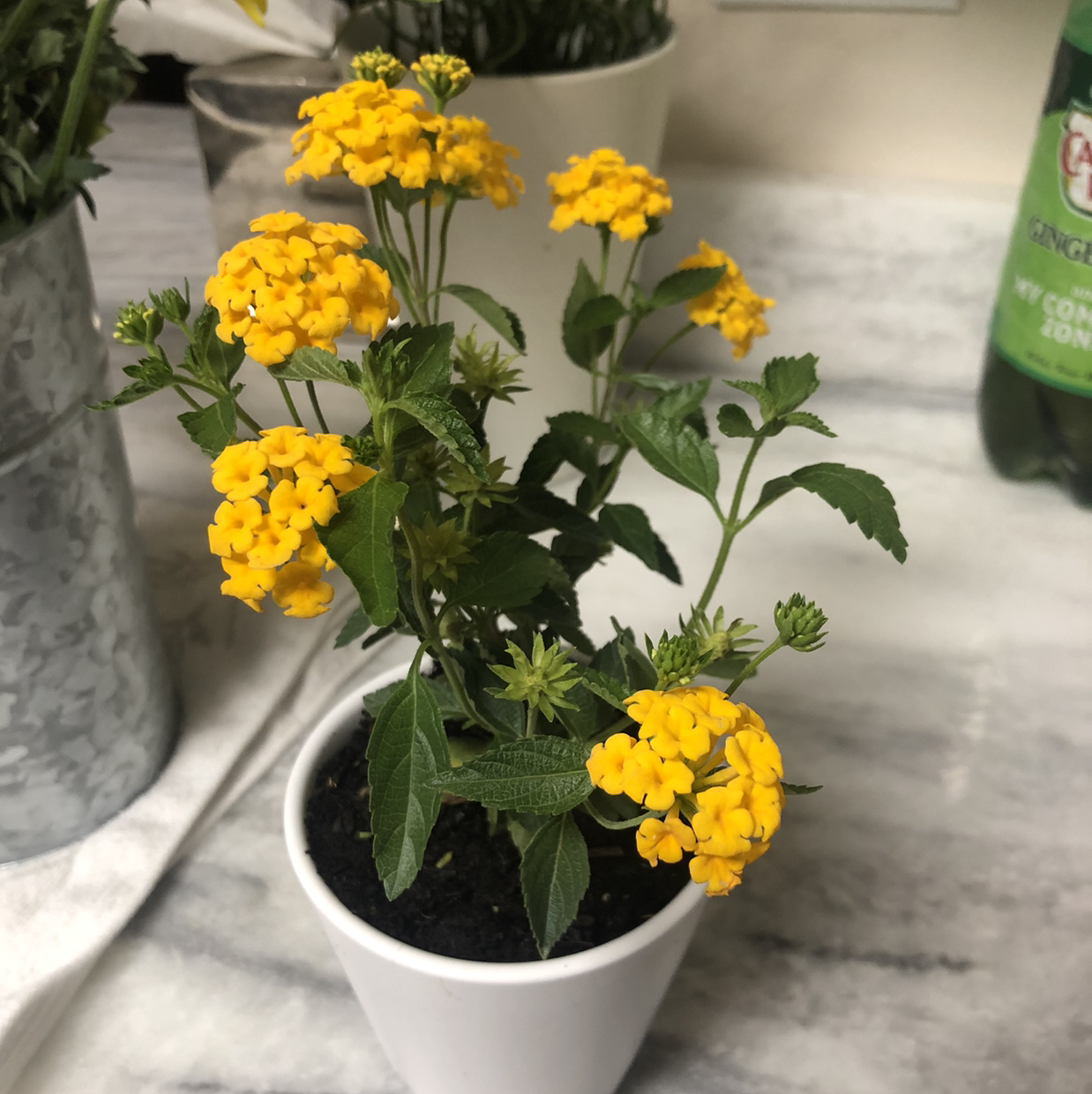 Lantana plant in a white pot with vibrant yellow flowers, healthy and well-framed.