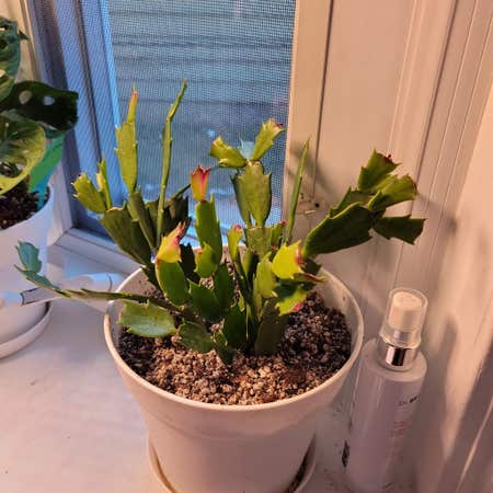 Photo of the plant species Christmas Cactus by Freecowvine named Spike on Greg, the plant care app
