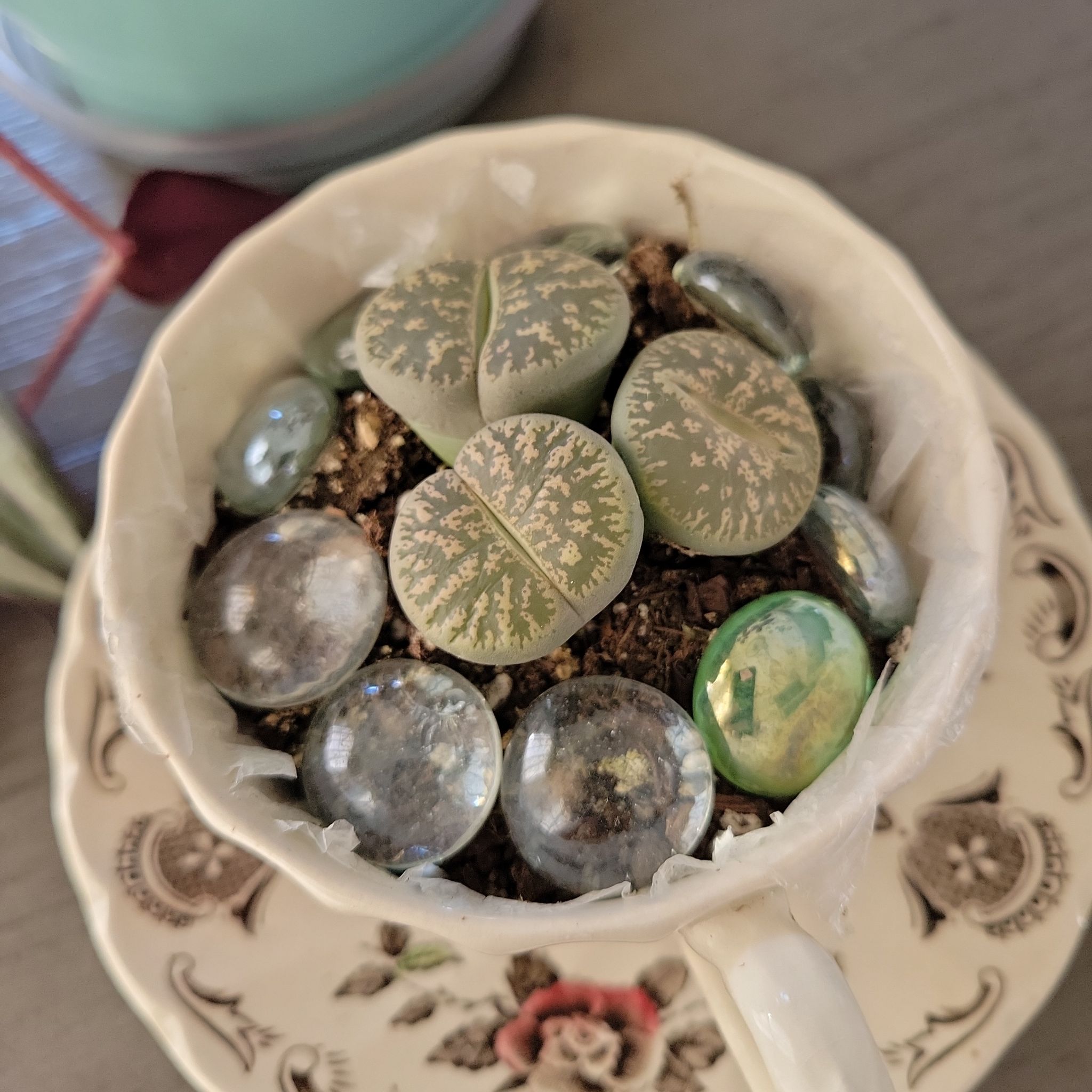 Photo of the plant species Albinica Living Stones by @AmusingCosmo named Rock Hudson on Greg, the plant care app