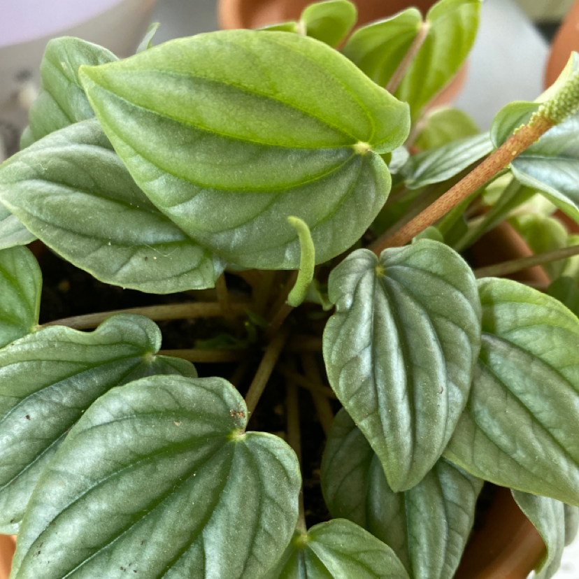 Silver Frost Peperomia plant with healthy green leaves.