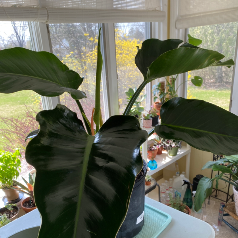 Philodendron 'Congo' plant indoors near a window with large, glossy green leaves.