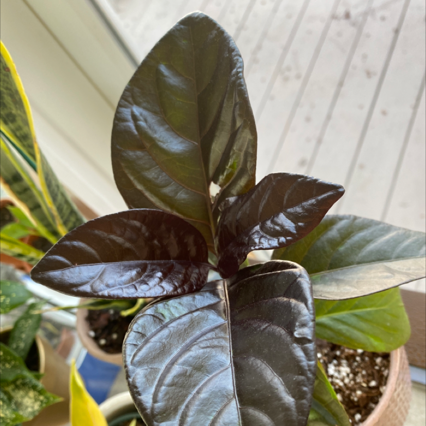 Photo of the plant species Black Varnish Eranthemum by @hearmonicaroar named Black Varnish on Greg, the plant care app