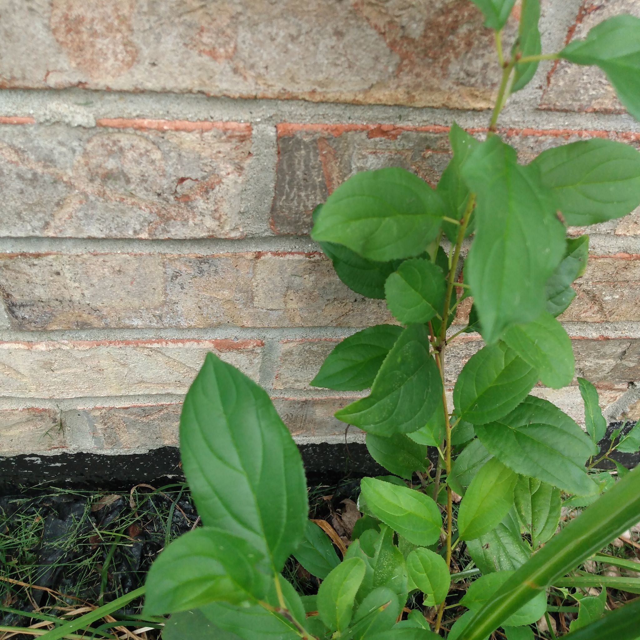Common Buckthorn plant growing against a brick wall with healthy green leaves.