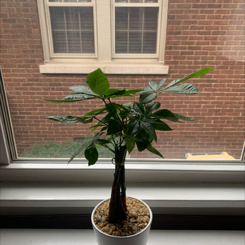 Money Tree plant photo by @Sham named Plato on Greg, the plant care app.