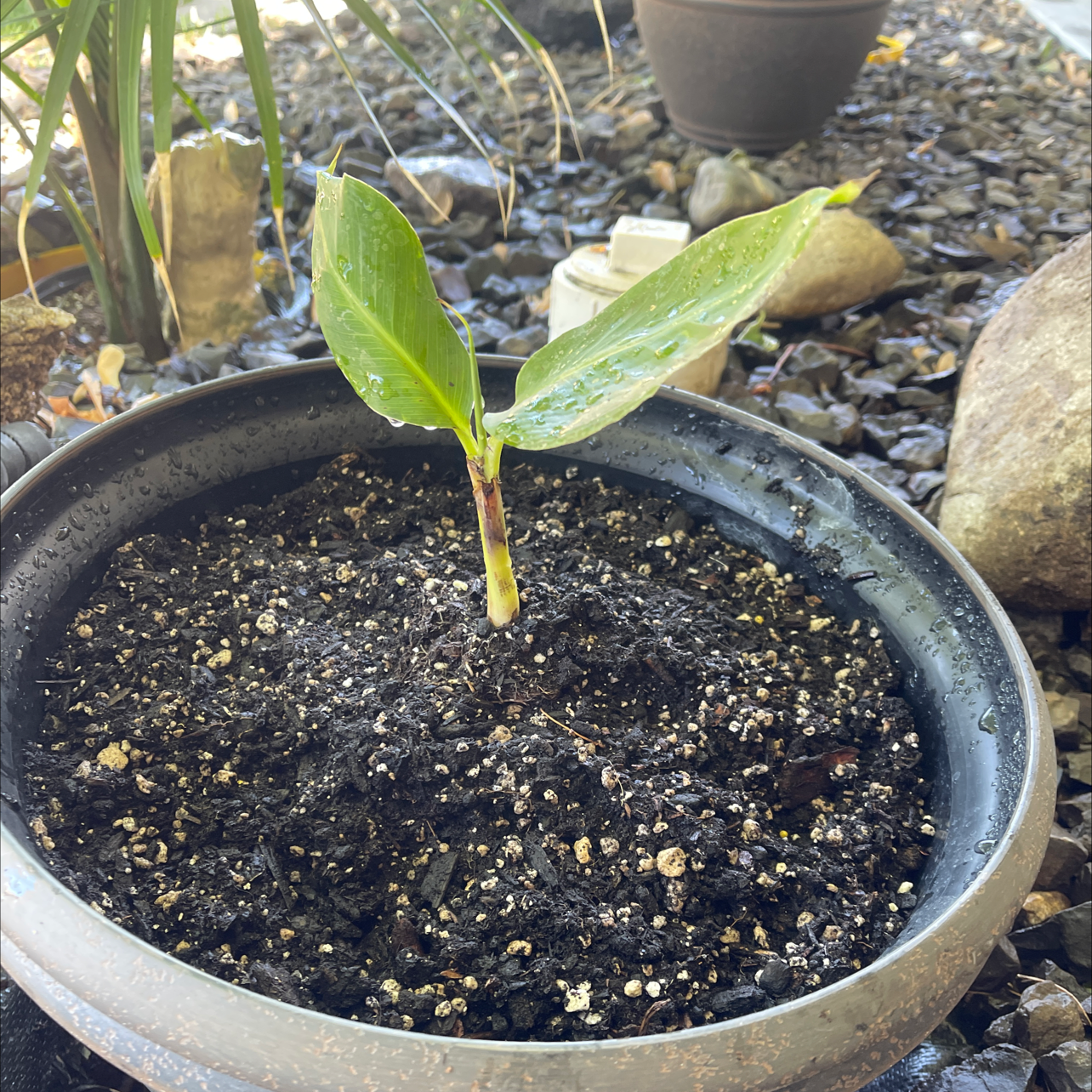 Young Dwarf Banana plant in a pot with visible soil, appearing healthy.