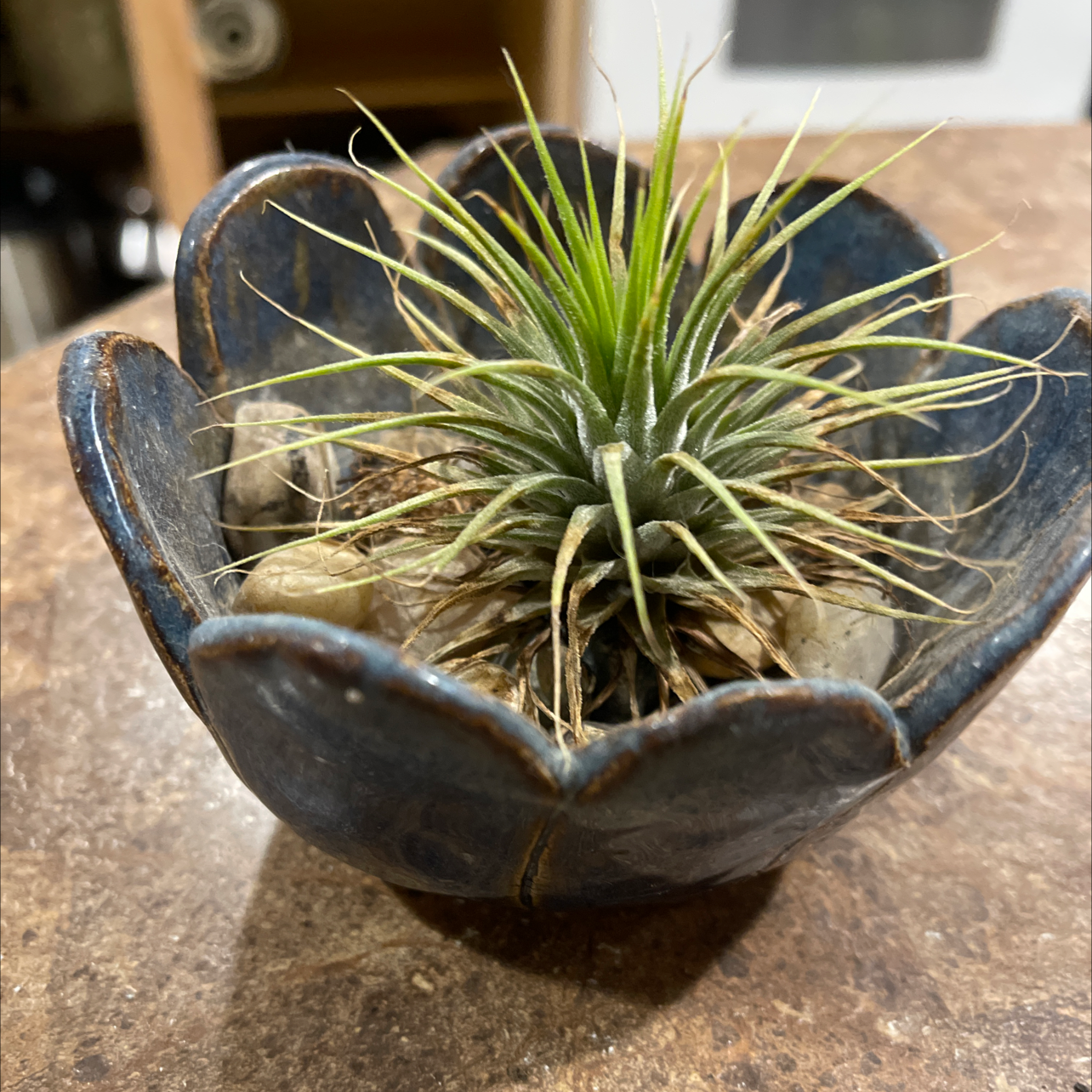 Spreading Airplant (Tillandsia recurvata) in a decorative pot, healthy with green leaves.