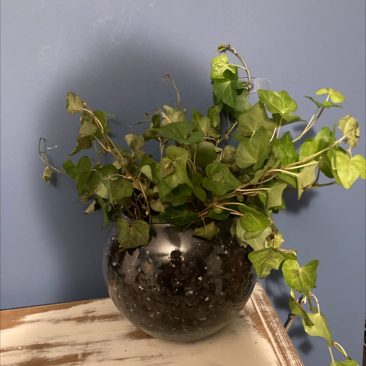 English Ivy plant photo by Chloe named Bernadette on Greg, the plant care app.