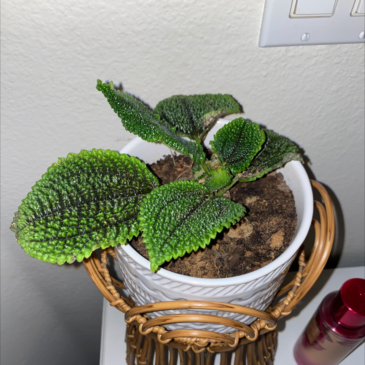 Friendship Plant in a white pot on a wicker stand with textured green leaves.