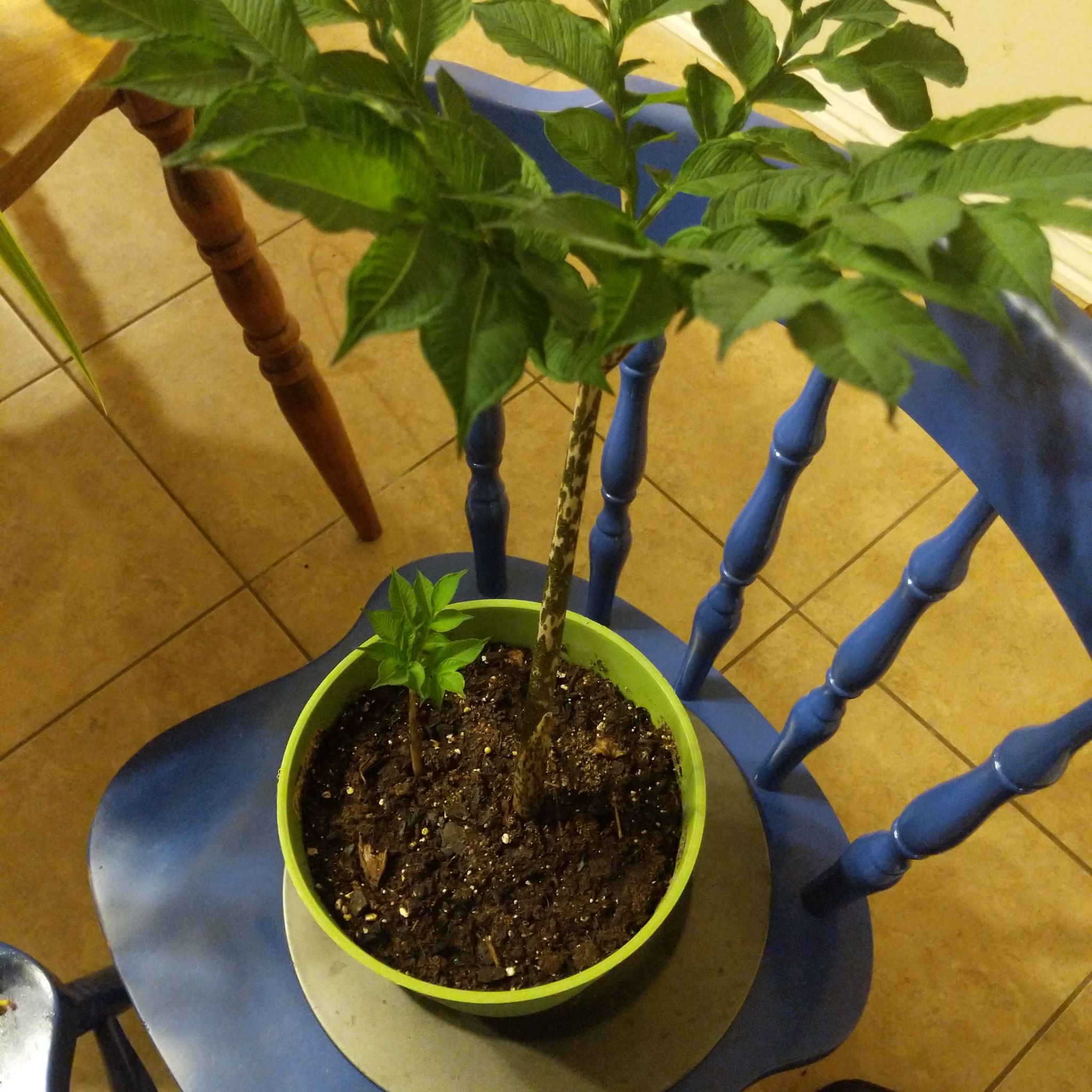 Photo of the plant species Snake Palm by @KindHindurope named Konjac on Greg, the plant care app