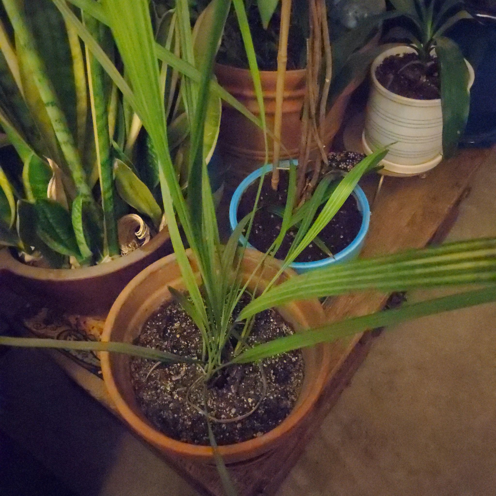 Young Date Palm plant in a pot, surrounded by other potted plants.
