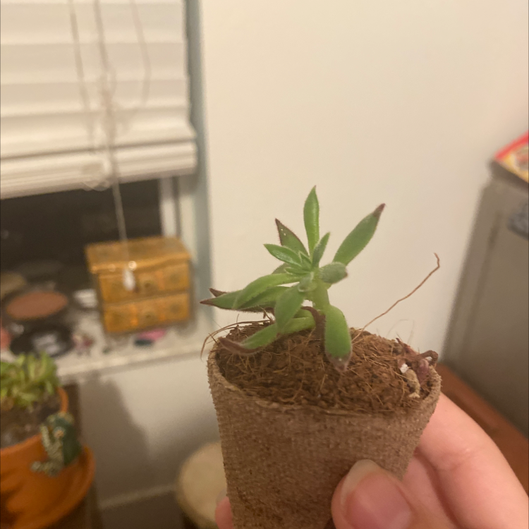 A healthy Painted Echeveria plant in a small pot held by a hand, with other plants and household items in the background.