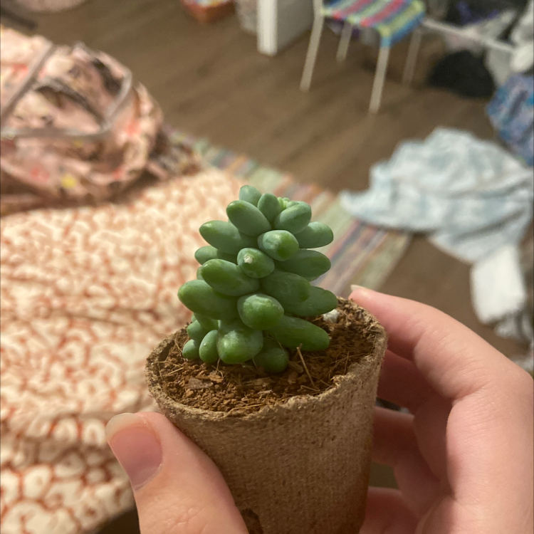 Sedeveria 'Harry Butterfield' succulent in a small pot, held by hands.