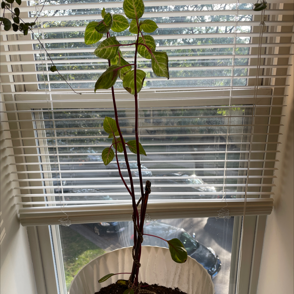 Photo of the plant species Bloodleaf by @Danielle590 named Bloodleaf on Greg, the plant care app