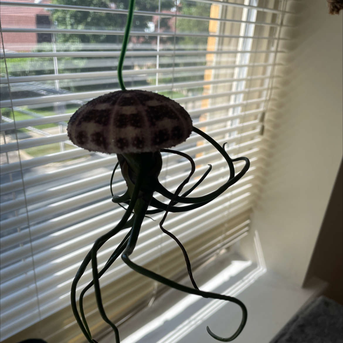 Photo of the plant species Bulbosa Air Plant by @Danielle590 named Jellyfish 2 on Greg, the plant care app