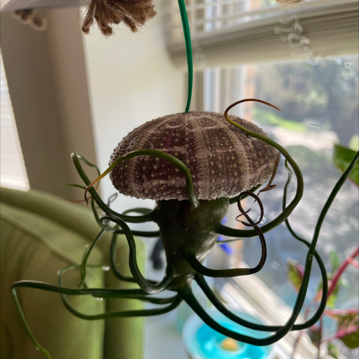 Photo of the plant species Bulbosa Air Plant by @Danielle590 named Jellyfish 1 on Greg, the plant care app