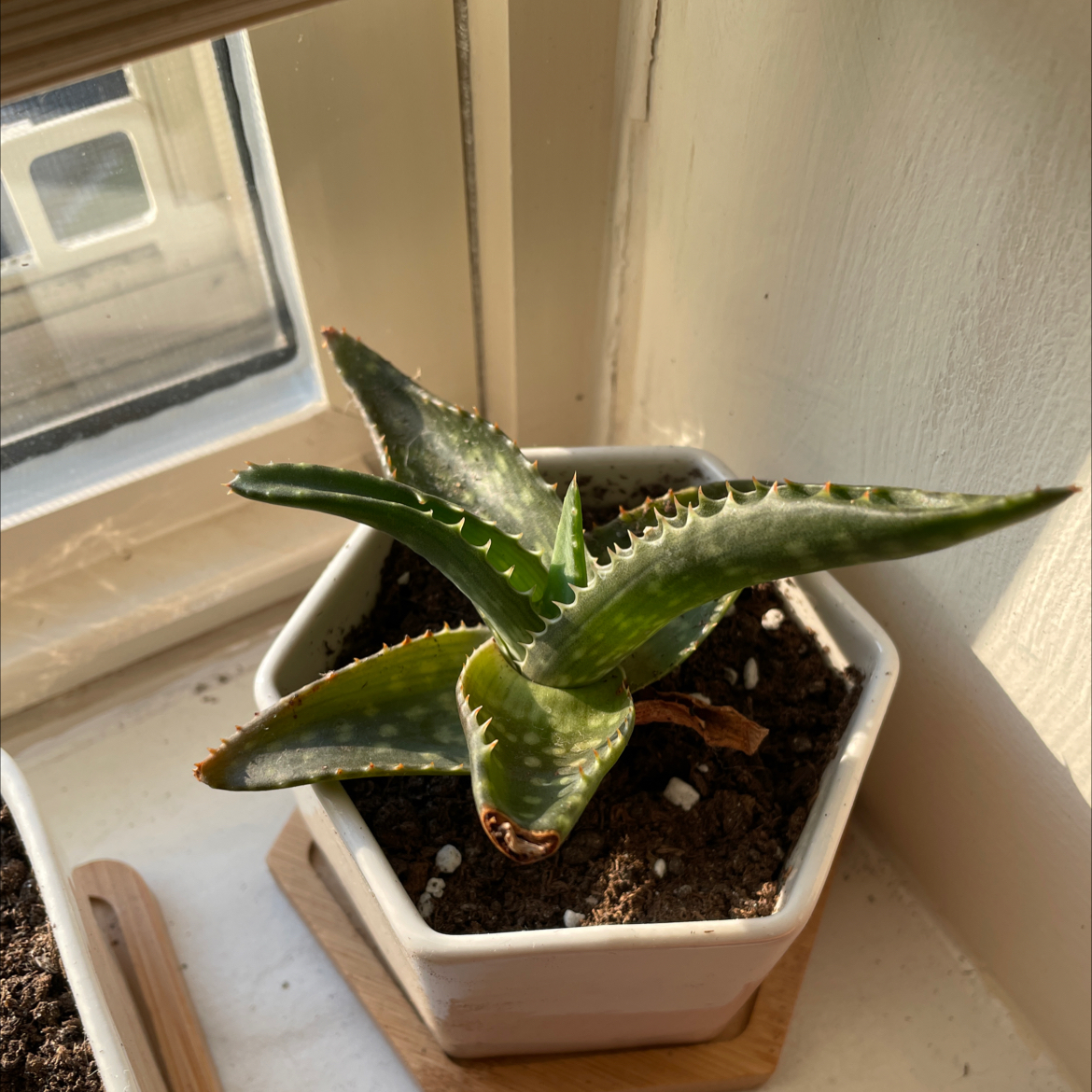 Short-Leaved Aloe plant in a pot near a window with some browning at the leaf tips.