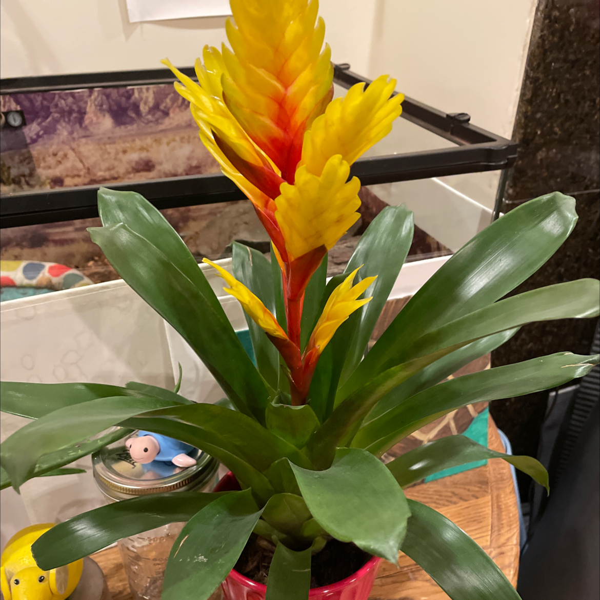 Flaming Sword plant with vibrant yellow and red flowers in a red pot.