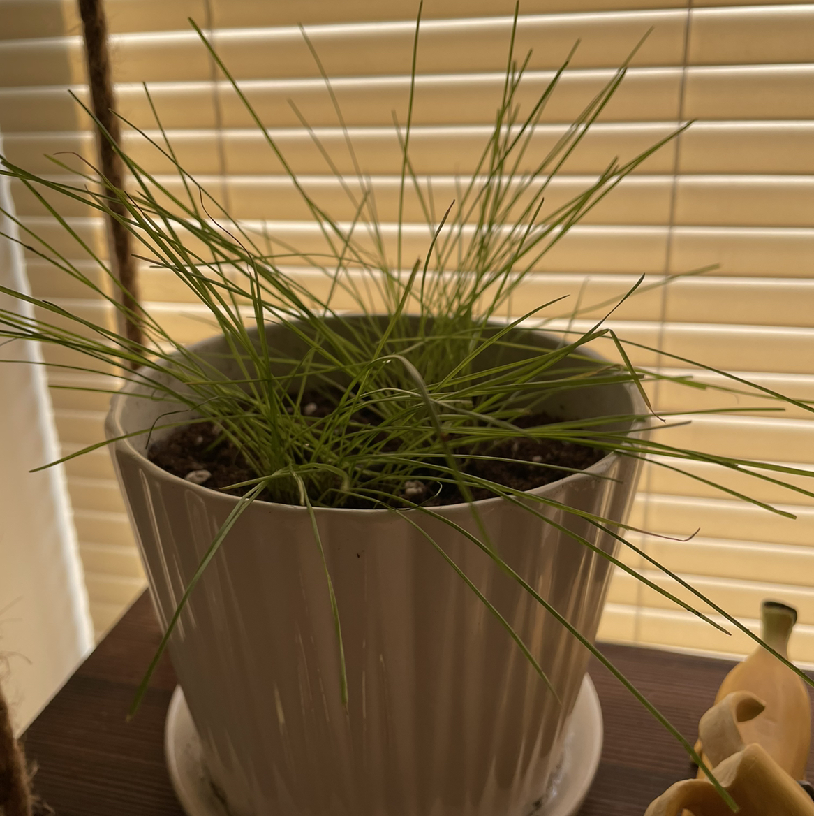 Potted Orchard Grass plant with green, slender leaves in a white pot.