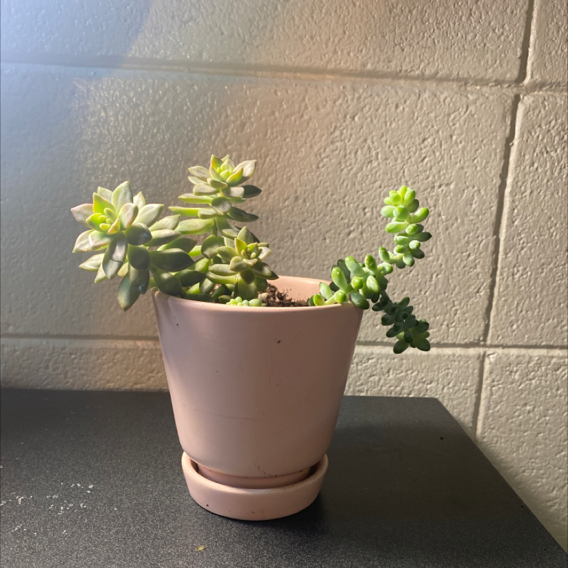 Healthy, thriving Burro's Tail succulent with plump green leaves trailing from stems in a small terra cotta pot.