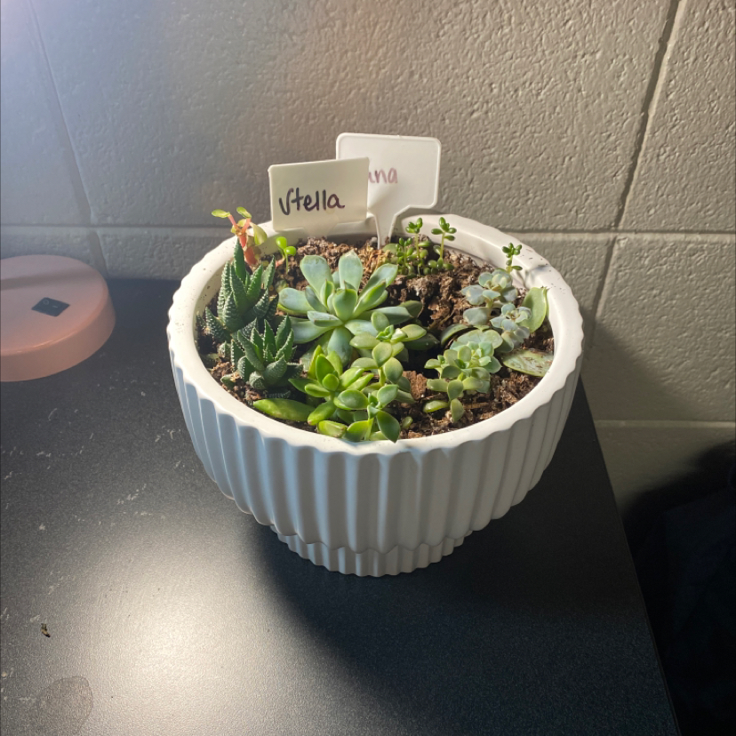 Potted arrangement of healthy succulents, including Lipstick Echeveria, in a white pot.