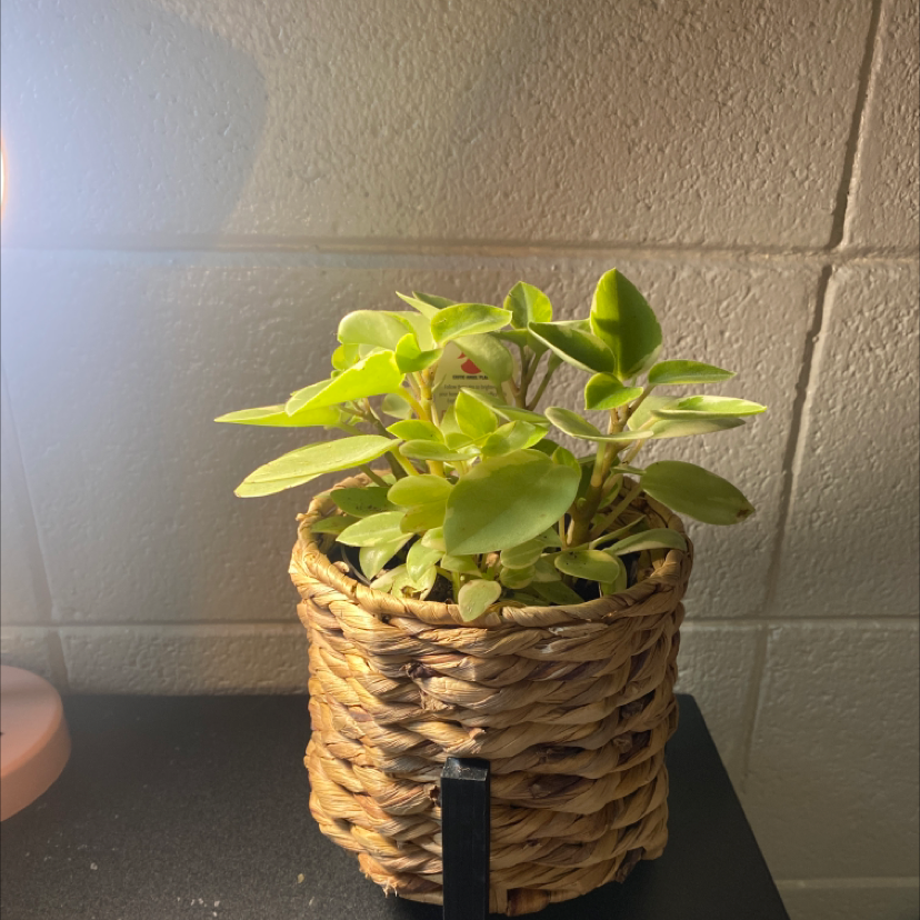 Teardrop Peperomia plant in a woven basket pot, well-lit and healthy.