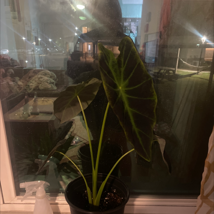 Indoor Taro plant with large, dark green leaves in a pot near a window.