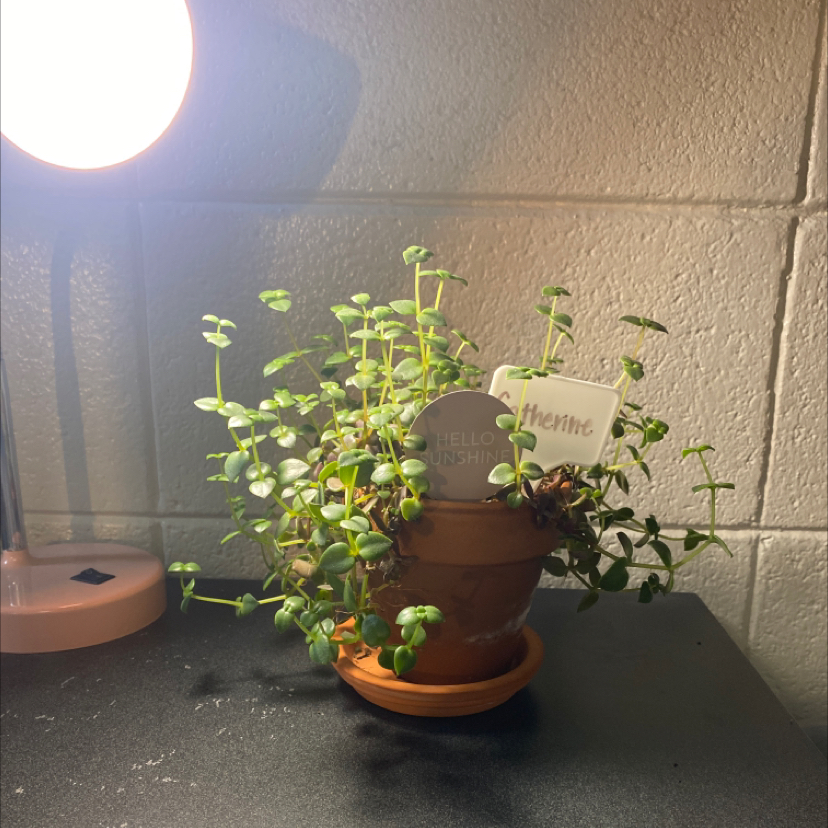 Healthy Creeping Inch Plant in a terracotta pot, with vibrant green leaves and new growth, situated on a dark surface with a brick wall background.